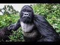 Поиск горилл в джунглях Конго. Заир - опасная Африка. Парк Вирунга.