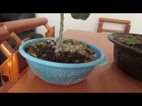 Video: Bonsai From Oak (18 Photos): How To Grow Bonsai From An Acorn? Beginner Rules