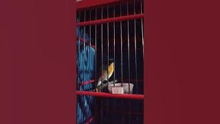 Tembakan Tajam Sikatan Ranting