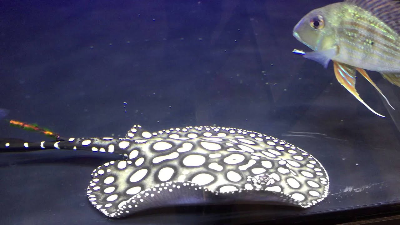 ダイヤモンドポルカGalaxy♂体盤長18cm± | Aquarium CREATE