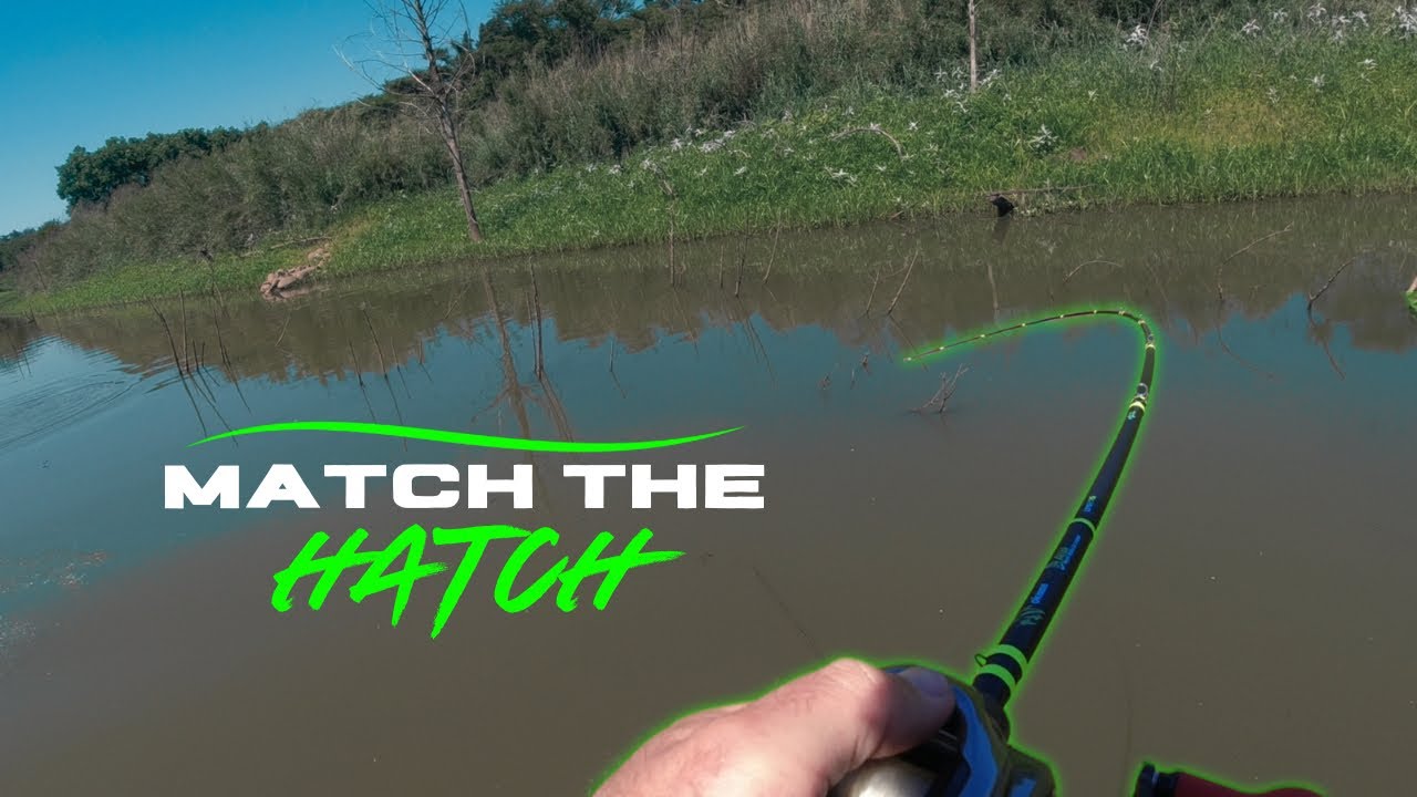 These fish are dialed into BAITFISH – Swimbait fishing for stubborn Post Spawn Largemouth Bass!