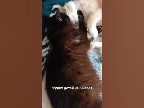 Масянина мама погибла,Буся и Бусинка заменили ему маму! - YouTube