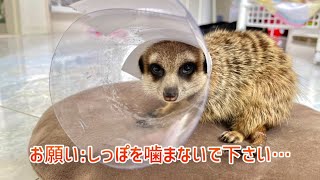 自分のしっぽを噛んでしまったミーアキャット