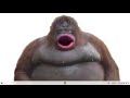 Fat monkey