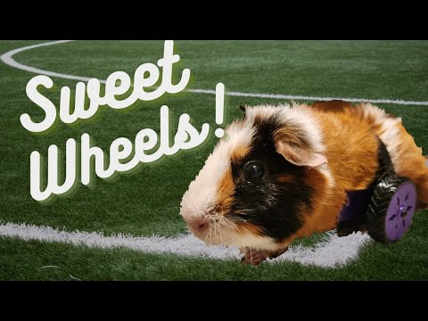 Photo inspiration: Picture Idea: Helping A Guinea Pig With Mobility Issues