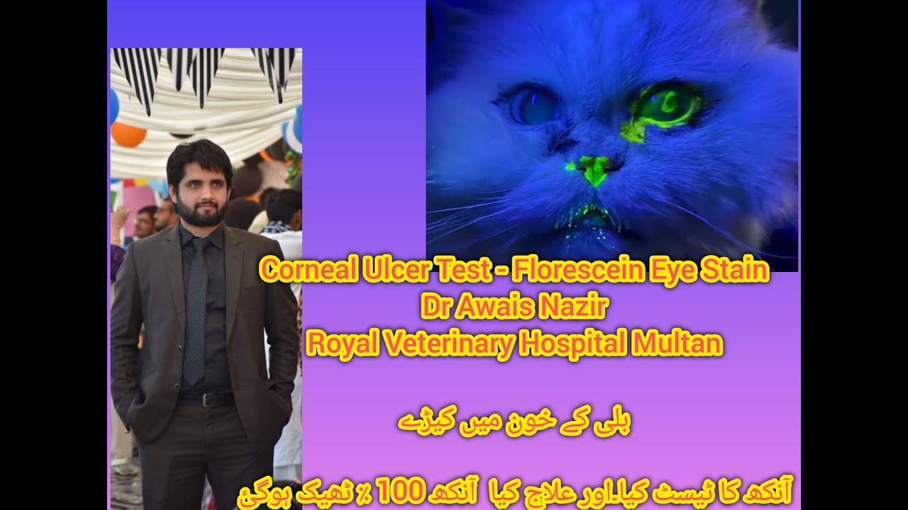 Cat Fluorescence Eye Test Corneal Ulcer Test YouTube cat-fluorescence-eye-test-corneal-ulcer-test-youtube