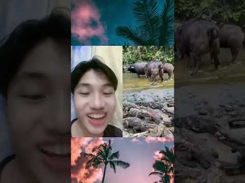 BUAYA 🐊🐊🐊#shorts #viral