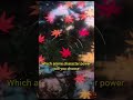 Comment ✨️ #aesthetic #trending#viralvideo#shorts#naruto #anime#jujutsukaisen#demonslayer#dragonball