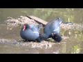 fauna brasileira sertaneja FILHOTE REJEITADO cute baby animais vida selvagem pantanal brazilian