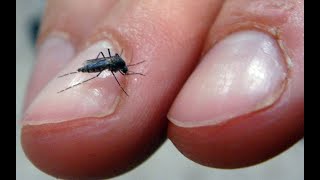 Navigating the Buzz: The Mangrove Salt Marsh Mosquito in Belize by The Best DIY Projects 83 views 2 weeks ago 10 minutes, 6 seconds