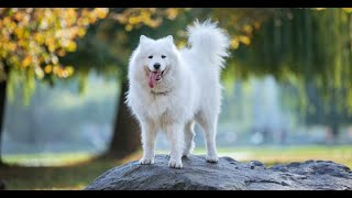 (SAMOYED) كلب السامويد