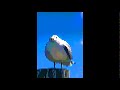 (Distorted) screaming seagull