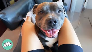 Nervous Pittie Becomes The Biggest Mama's Boy | Cuddle Buddies