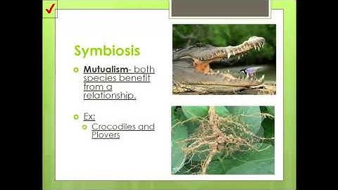 Ecological Interactions