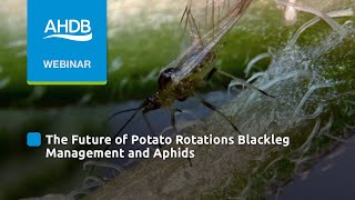 The Future of Potato Rotations, Blackleg Management and Aphids