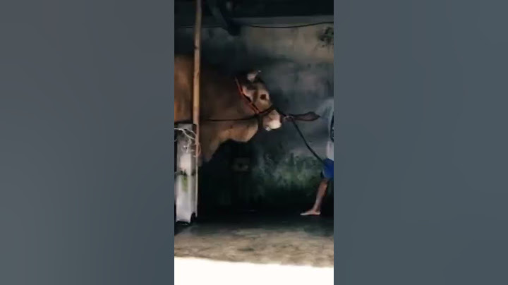 Mas Reymond Sapi Monster Setia_Farm