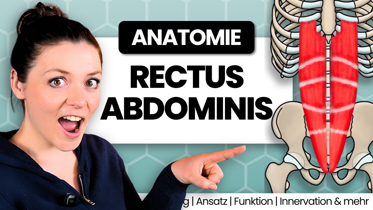 Das Sixpack unter der Lupe - M. rectus abdominis | Ursprung Ansatz Funktion Innervation & mehr