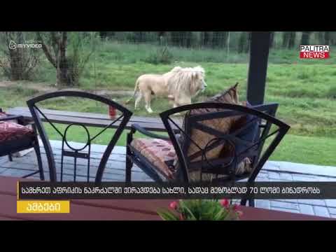 ნაკრძალში ქირავდება სახლი, რომლის მეზობლად 70 ლომი ბინადრობს