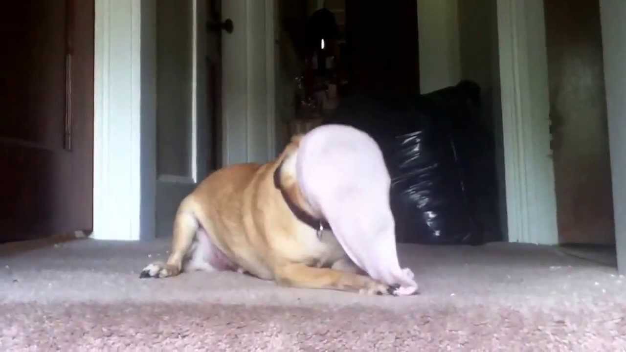My dog with a sock on his head YouTube