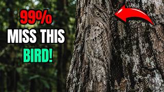Everyone Thinks This Bird Is a Tree Stump… Until It Moves 😨 @MistervalTV