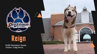 Siberian Husky Obedience Training Success by Team JW Enterprises 54 views 2 weeks ago 3 minutes, 7 seconds