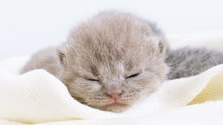 TOO SWEET! ADORABLE BRITISH SHORTHAIR KITTENS by British blue cats 6,391 views 7 months ago 8 minutes