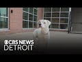 Furry Friday: Meet Zade the cat and Pumpkin the dog