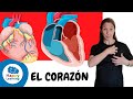 Quiz sobre el Corazón Humano