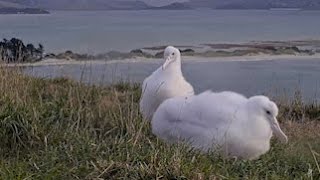 Northern Royal Albatross Chick Goes On Walkabout In New Zealand | DOC | Cornell Lab – May 10, 2024