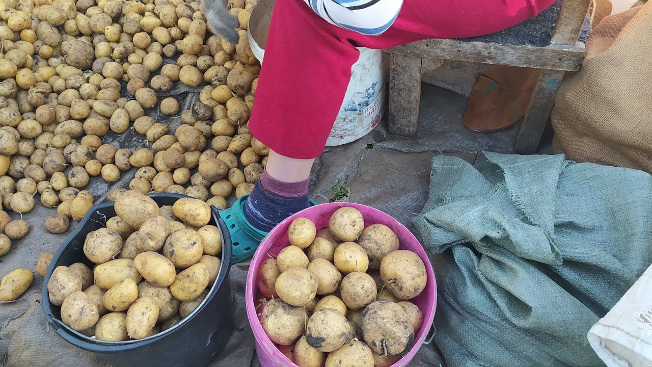 Кербовка картофеля. Кербовка картофеля перед посадкой. Когда обработать семенную картошку перед посадкой известью.