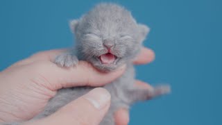 6st days after the birth of KiKi's family by Little Kittens 15,097 views 2 years ago 4 minutes, 4 seconds