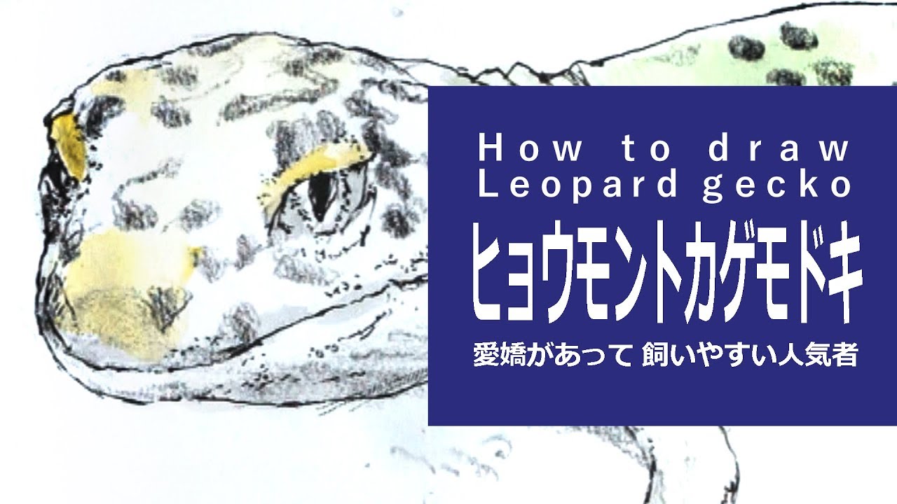 色鉛筆 水彩絵の具のイラスト 描き方 絵の上達 ヒョウモントカゲモドキ How To Drawleopard Gecko Youtube