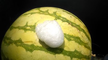 Watermelon emitting digital Morse Code!