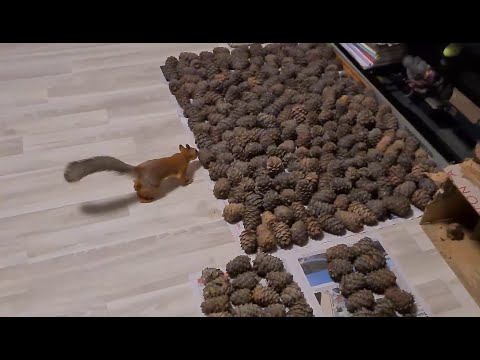 Белка и орехи (Новая партия кедровых шишек) 🐿️ Squirrel and nuts
