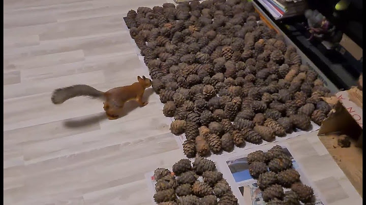 Белка и орехи (Новая партия кедровых шишек) 🐿️ Squirrel and nuts