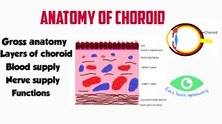 Anatomy of choroid | Choroidal layers