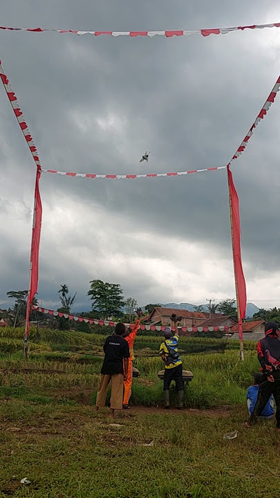 SGT Vs Begal #merpatikolongmeja #merpati #burung #fyp #pmtinasional