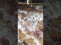 Lavado de tapetes orientales Oriental rug washing, ,Oreintteppich waschen.غسيل سجاد شرقي