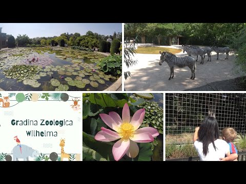 Video: Grădina zoologică din Stuttgart