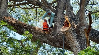 Felling of 2 Old Trembesi Trees in Hard to Reach Locations ‼️