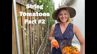 String Method Tomato Plants Update  Part #2