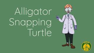 Lesson Video: Two Species of Alligator Snapping Turtles