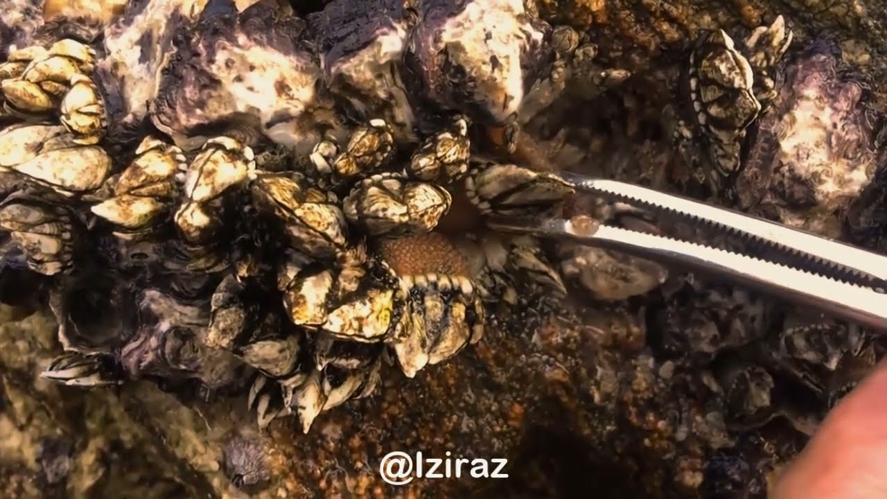 Watch and relaxing  1hour work in sea with me Ep26