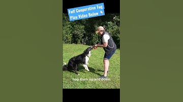How to Play Tug with Your Dog the Right Way (Toy Skills!)