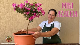 Como plantar mini azaleia em vaso 👩‍🌾🌸 - thptnganamst.edu.vn