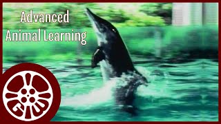 Advanced Animal Learning