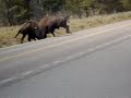 buffalo fight in yellowstone national park