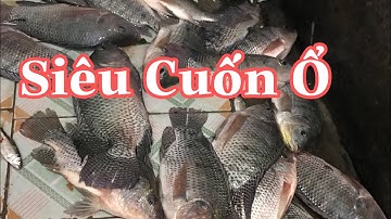 Mồi Câu Đơn Đài Rô Phi Tự Nhiên, Dịch Vụ Đơn Giản Hiệu Quả