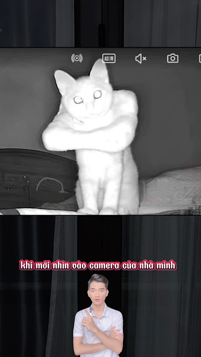 Chú mèo gây ảo giác đáng sợ qua camera cho cô chủ