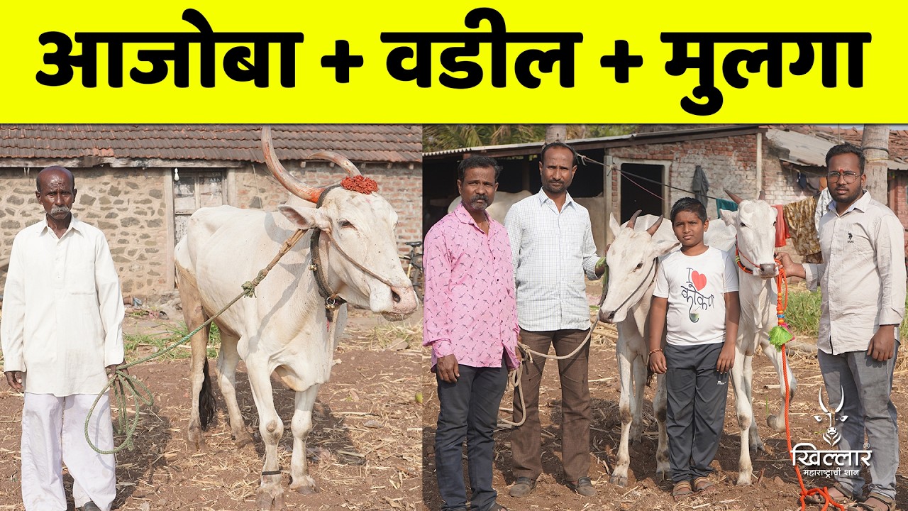 आजोबा ते नातू, देशी गोवंशाचा प्रवास व माहिती - ओंकार कोळी | Khillar Maharashtrachi Shaan 2026